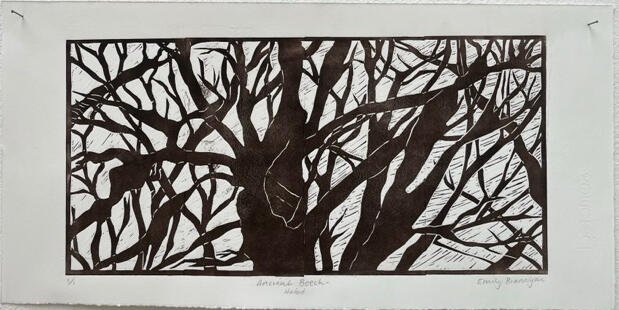 Ancient Beech - Hafod