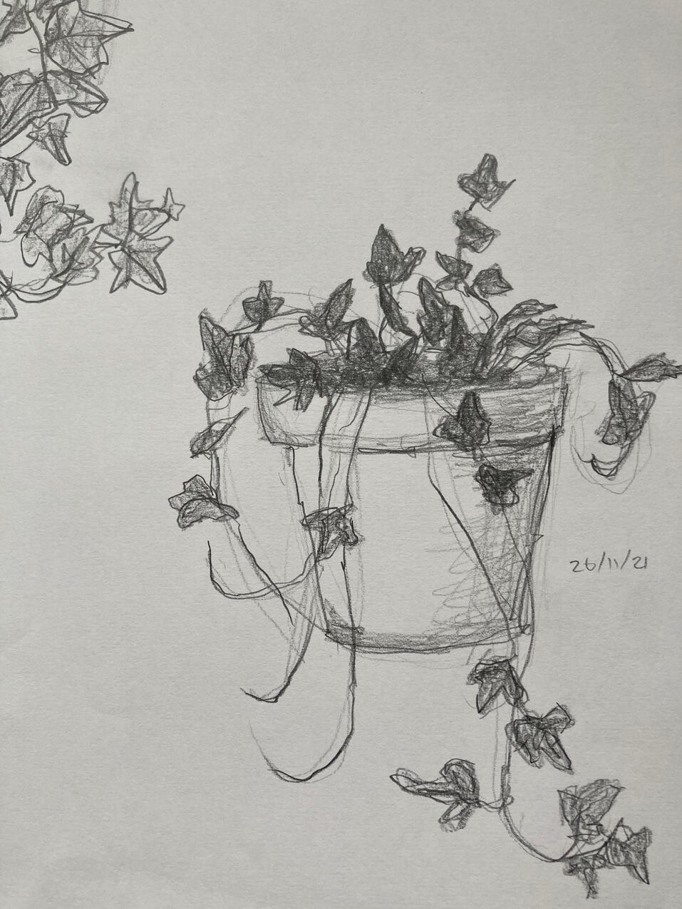 Potted Fern